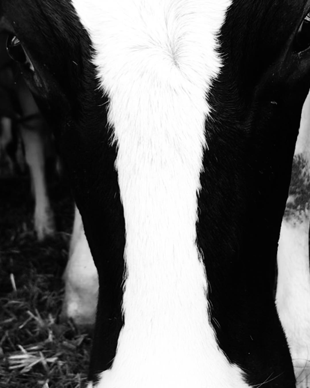 Vaca Leiteira Vacaria da Torre